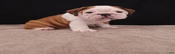 English Bulldog dogs for sale: Bruno - Ad 6