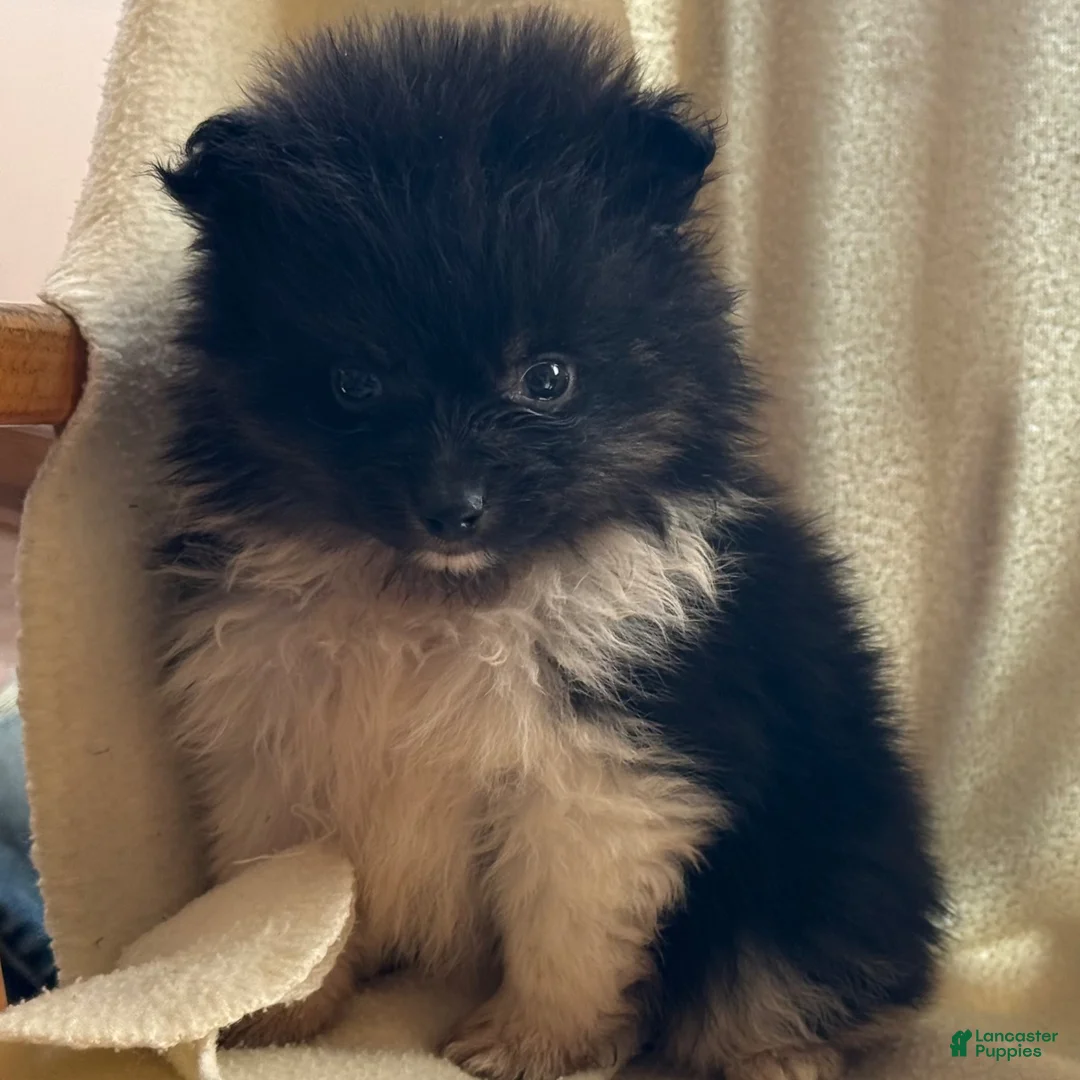 Pomeranian dogs for sale: Kashton - Ad 3