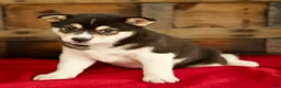 Shiba Inu dogs for sale: Charlie - Ad 4