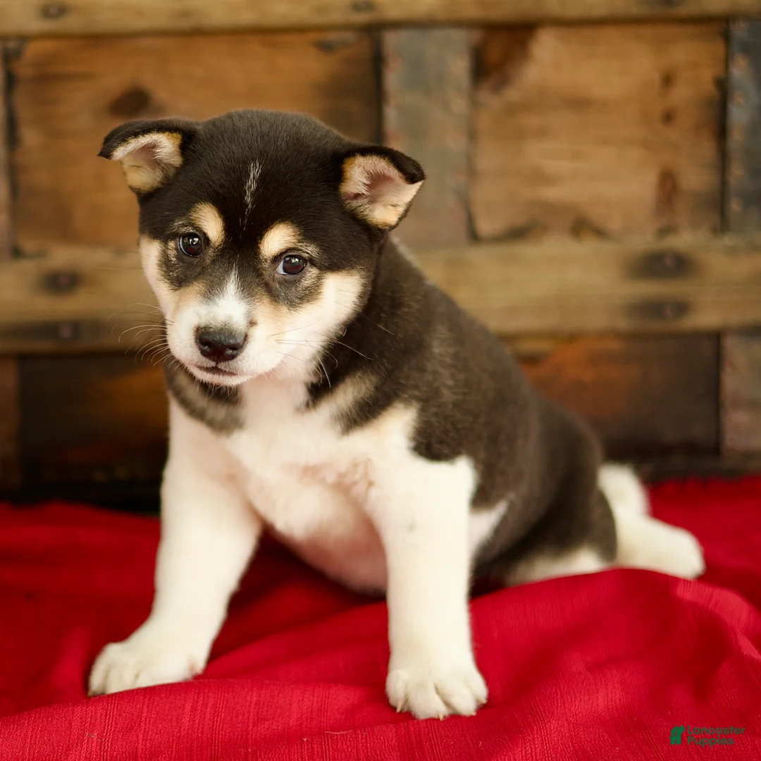 Shiba Inu dogs for sale: Charlie - Ad 4