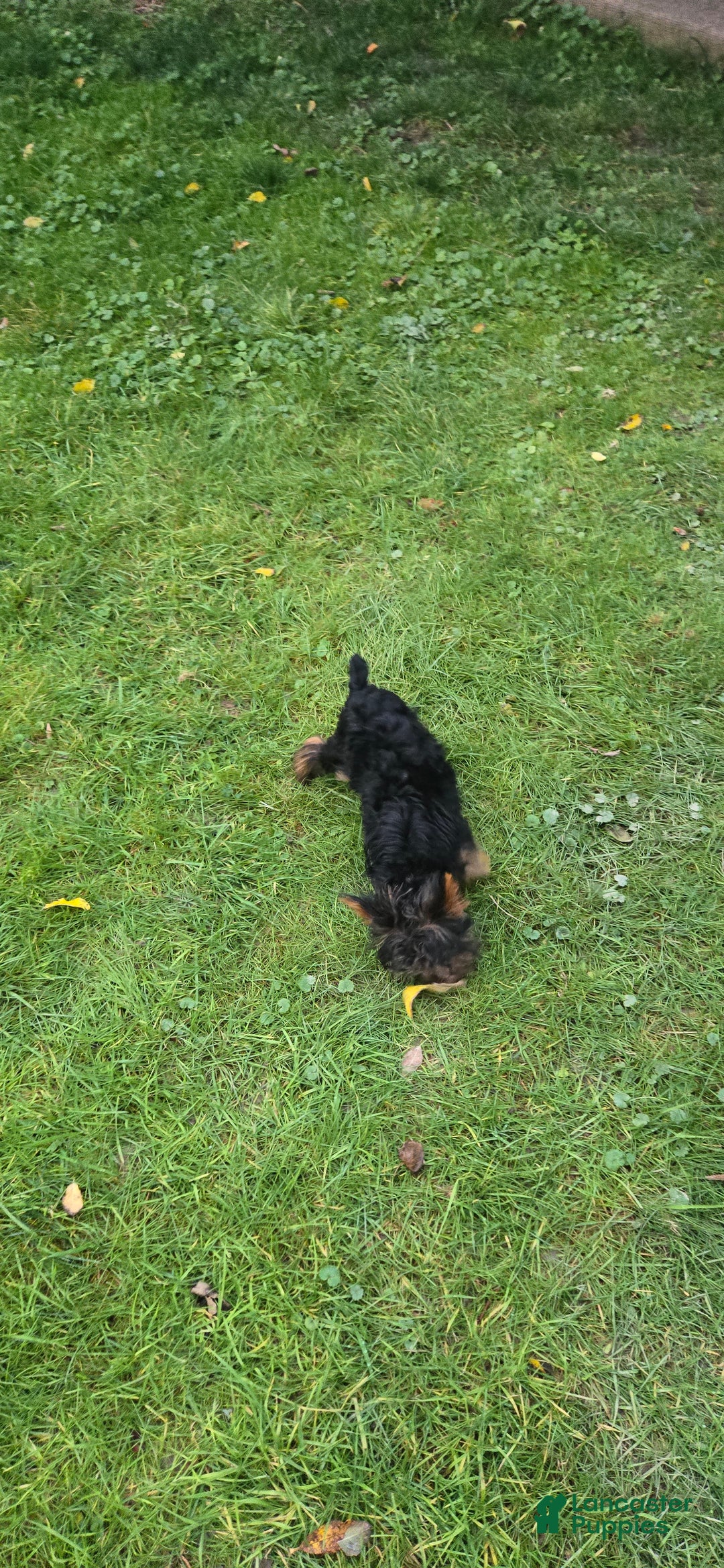 Yorkshire Terrier dogs for sale: Sofia Love - Ad 3