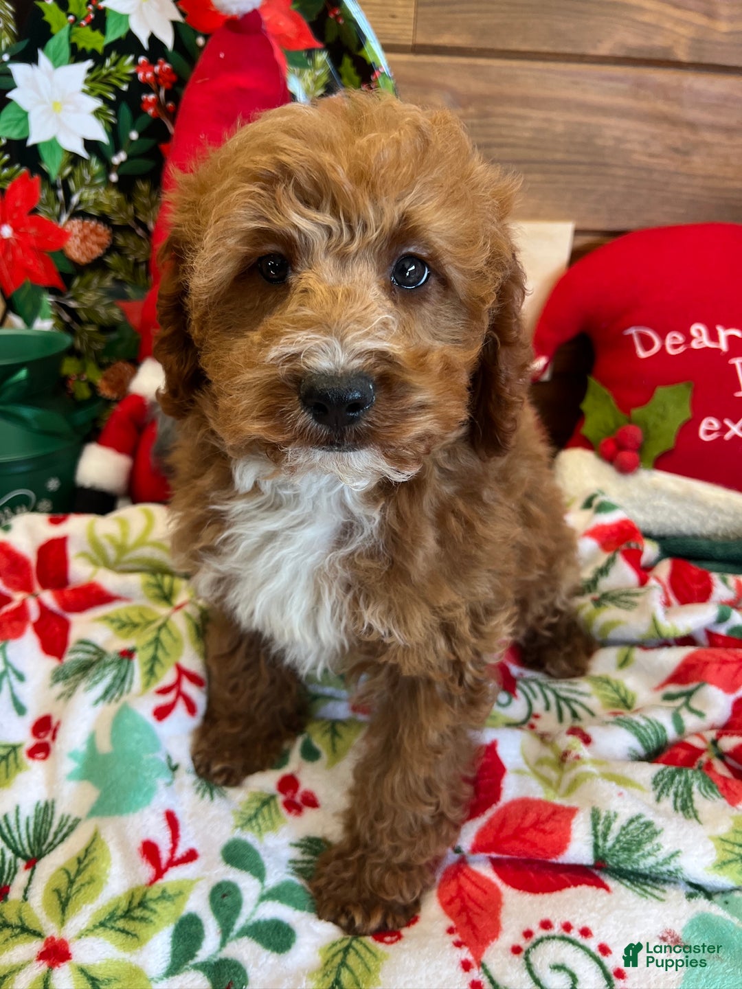 Mini Goldendoodle dogs for sale: Jolly - Ad 4