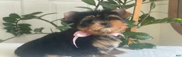 Yorkshire Terrier dogs for sale: Baby Paige - Ad 9