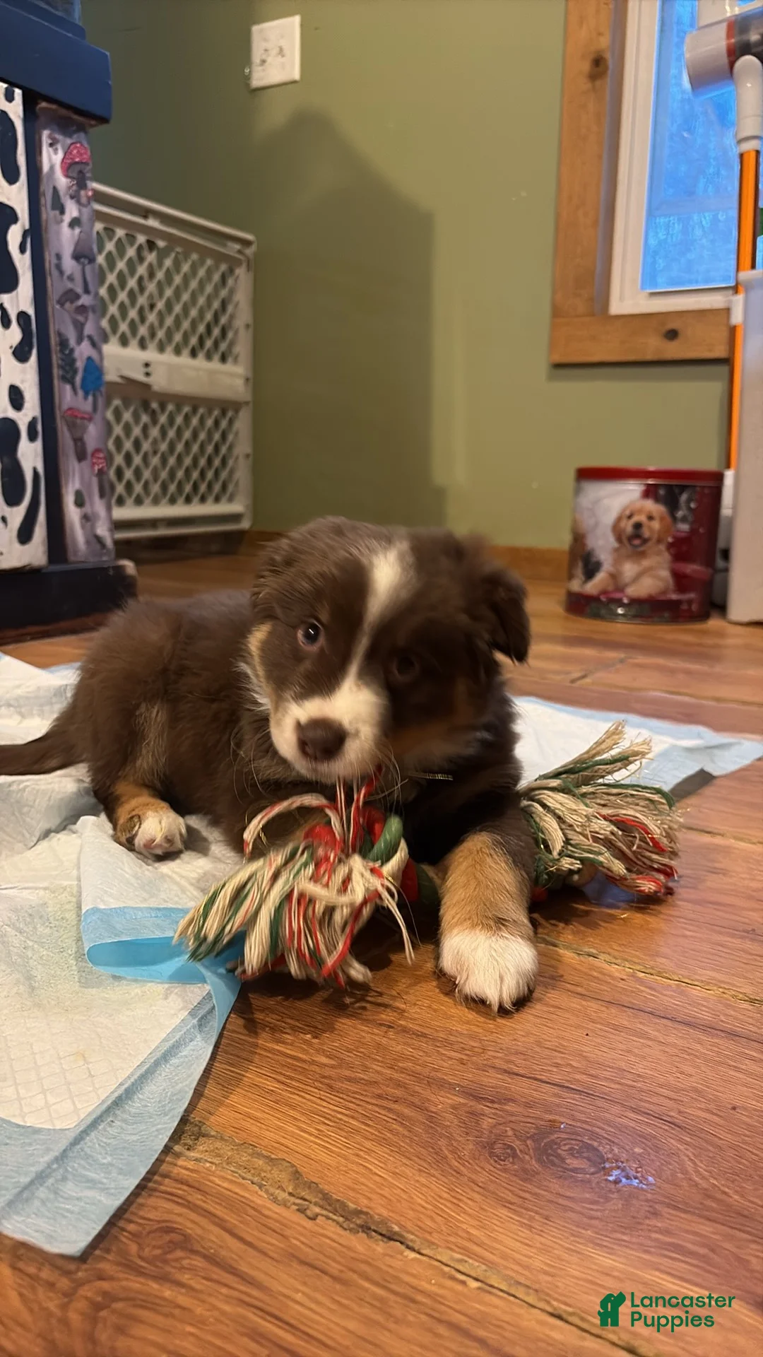 Australian Shepherd dogs for sale: Australian Shepherd Puppy 1 - Ad 3