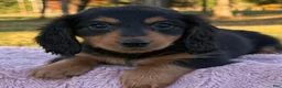 Miniature Dachshund dogs for sale: Ellie - Ad 10