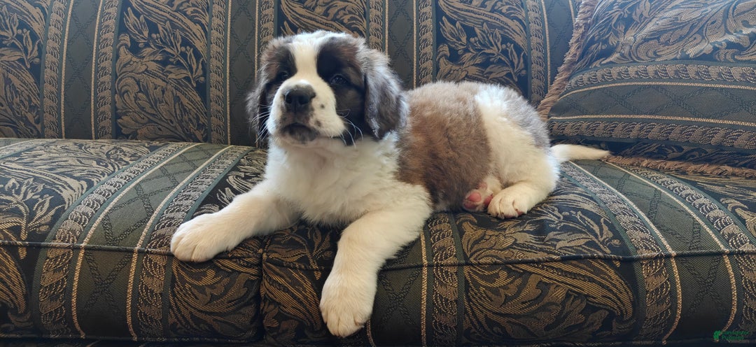 Saint Bernard dogs for sale: Benito - Ad 2