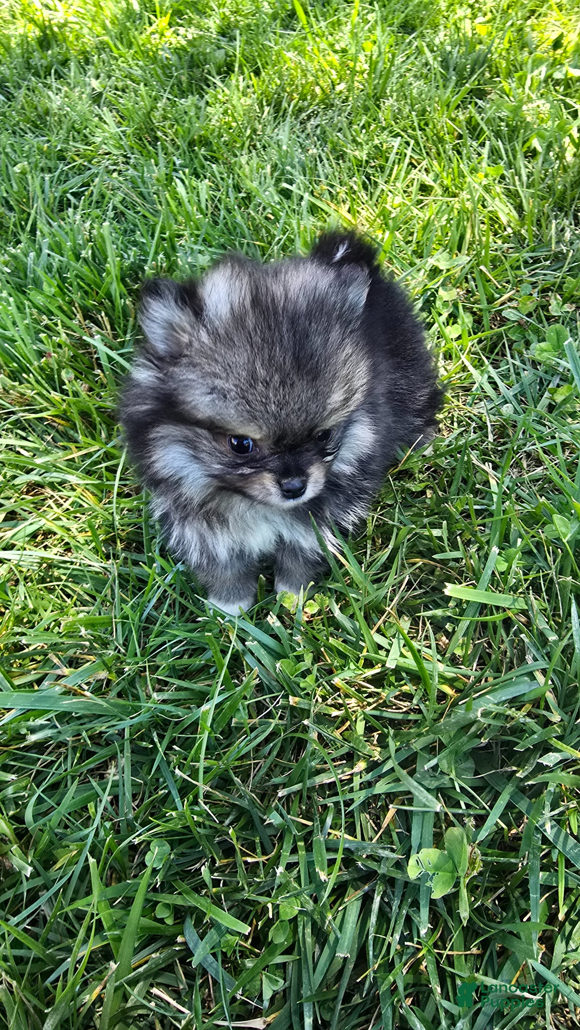 Pomeranian dogs Micro - Ad 2