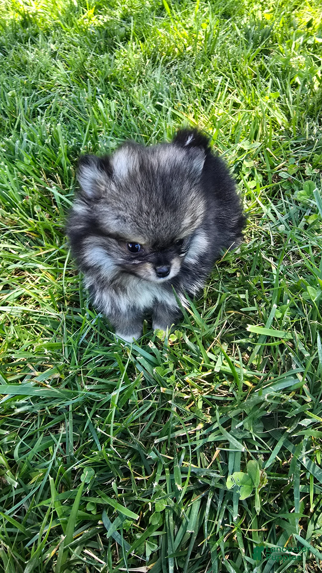 Pomeranian dogs for sale: Micro - Ad 2