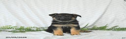 German Shepherd dogs for sale: Willow - Ad 4
