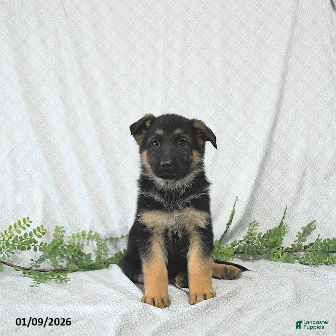 German Shepherd dogs for sale: Willow - Ad 4