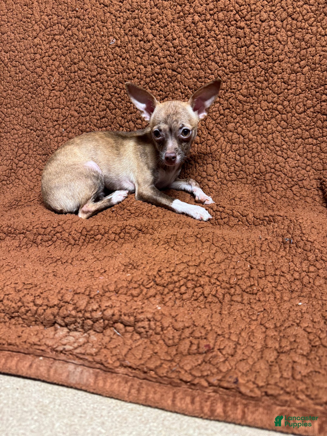 Chihuahua dogs for sale: Tara - Ad 5