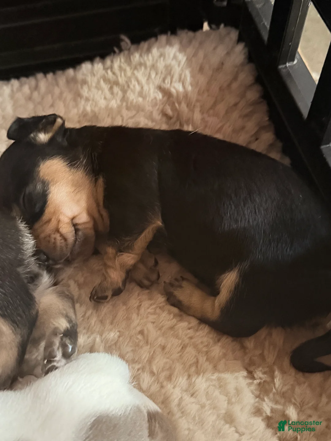Dachshund dogs for sale: Dachshund Puppy 6 - Ad 8