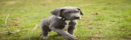 Great Dane dogs for sale: Winifred - Ad 7