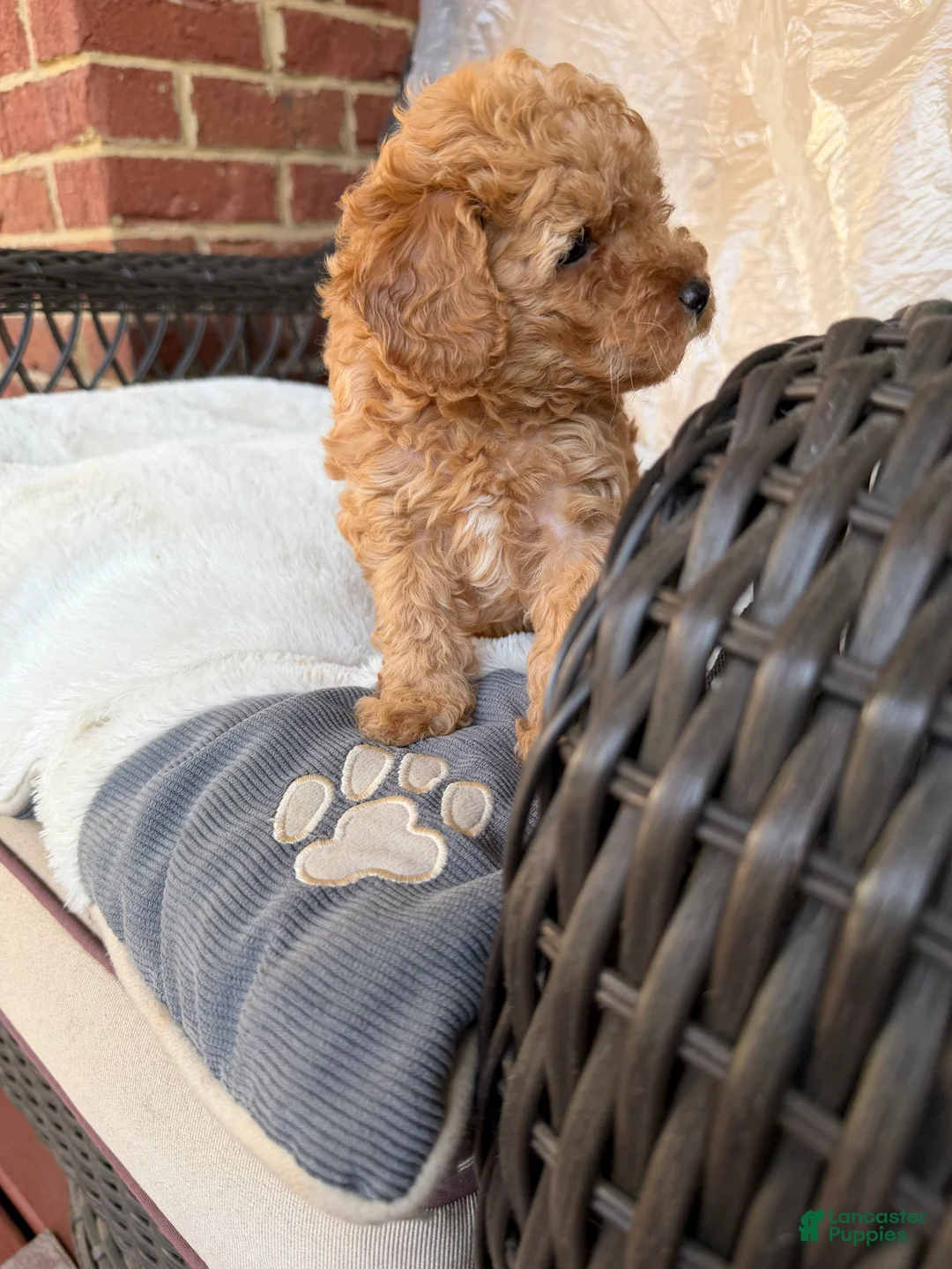 Toy Poodle dogs for sale: Toy Poodle Puppy 1 - Ad 2
