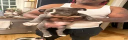 American Bully dogs for sale: Caidence  - Ad 3