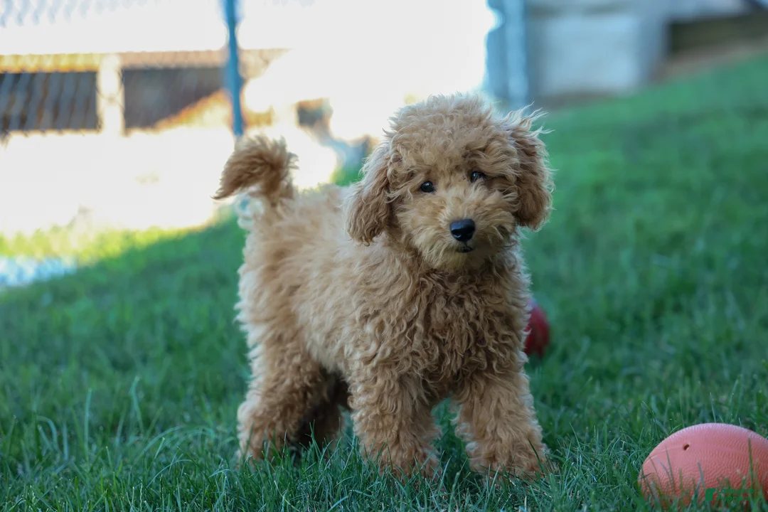 Mini Goldendoodle dogs for sale: MAX - Ad 1