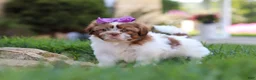 Shih Tzu dogs for sale: Honey - Ad 7
