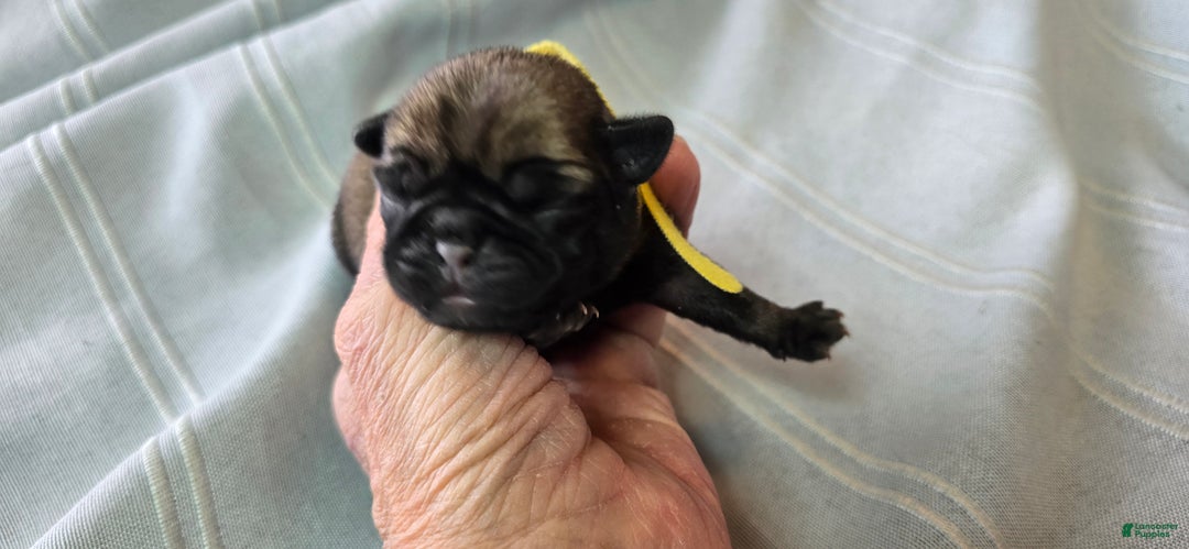 Pug dogs for sale: Jeannie - Ad 4