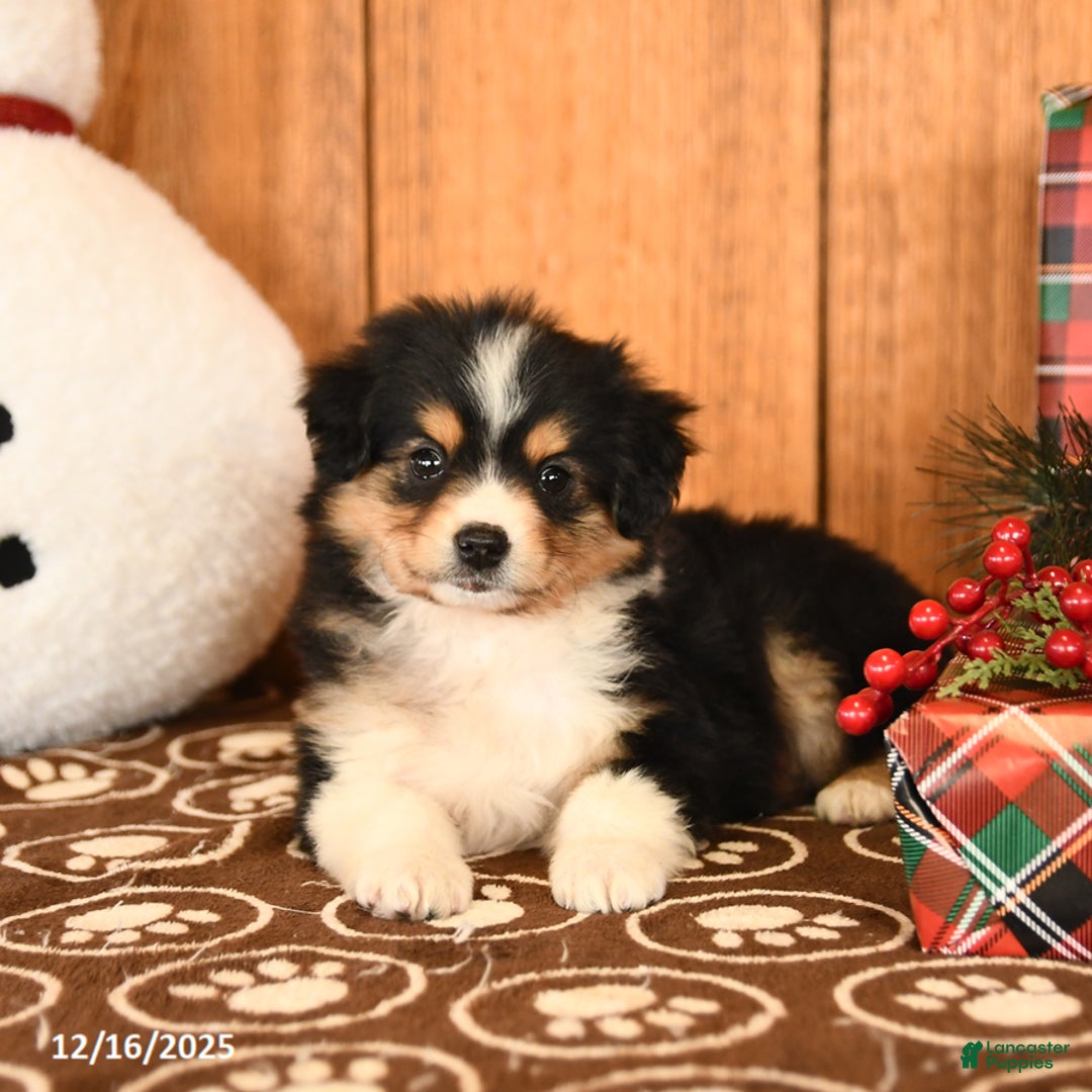 Miniature Australian Shepherd dogs for sale: Jackson - Ad 4
