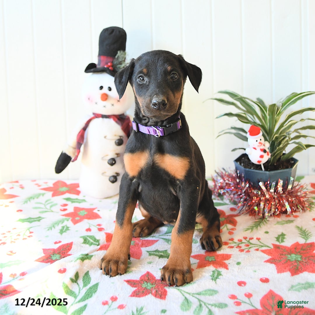 Doberman Pinscher dogs for sale: Bluebell - Ad 2