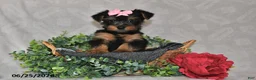 Yorkshire Terrier dogs for sale: Duchess - Ad 4