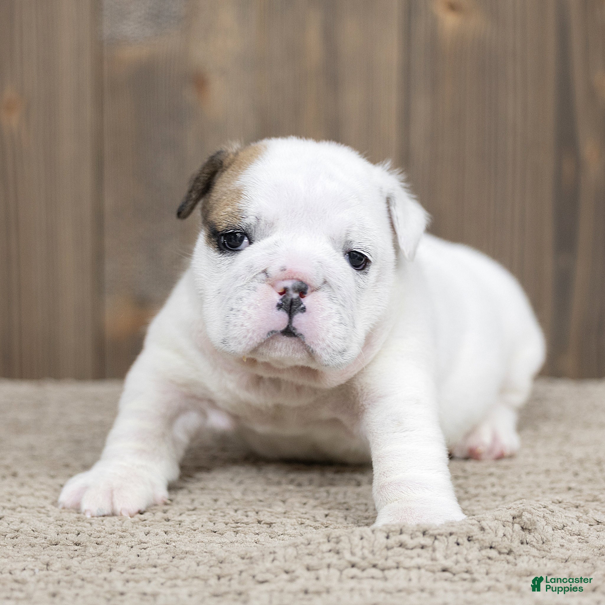 English Bulldog dogs for sale: Celeste English Bulldog  - Ad 1