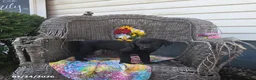 Labrador Retriever dogs for sale: Kate - Ad 6