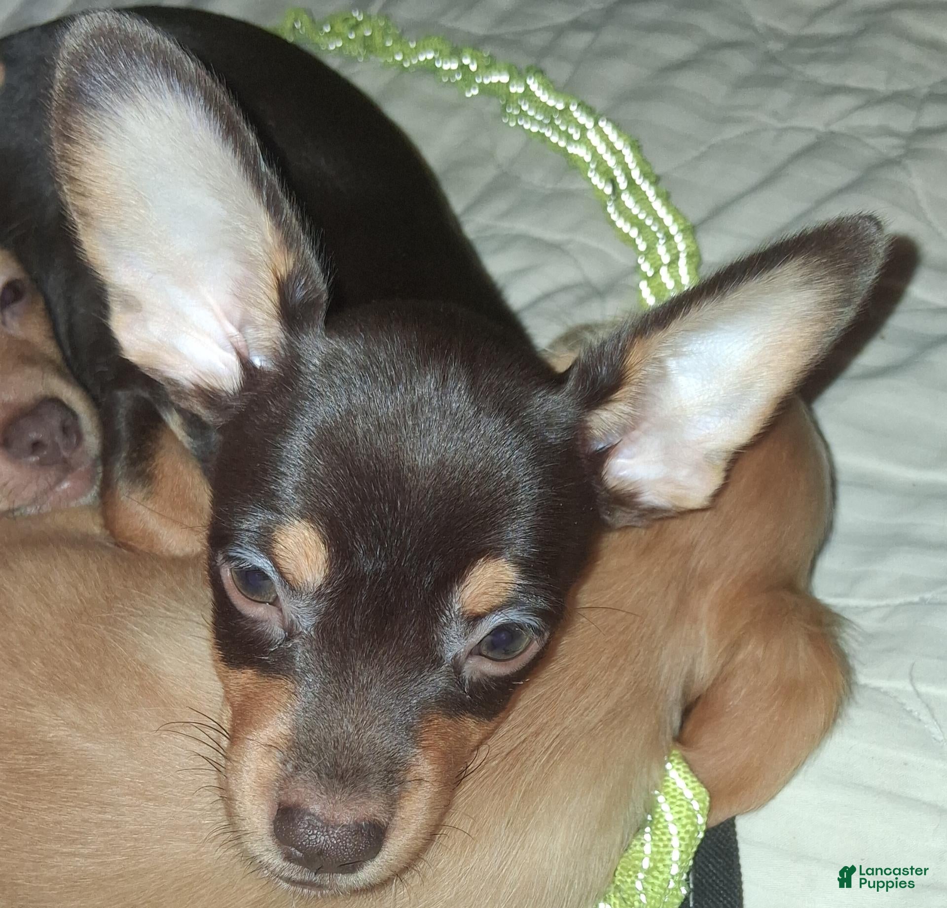 Mixed Breed dogs Mixed Breed 1 - Ad 41