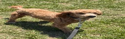 Miniature Poodle dogs for sale: Jack - Ad 9