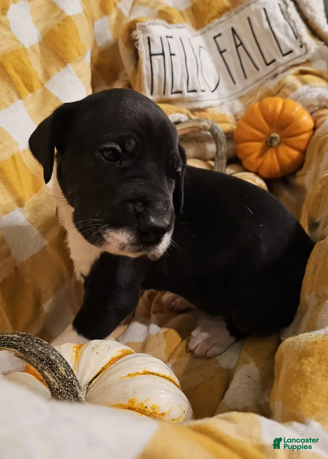 Great Dane dogs for sale: Cocoa - Ad 5