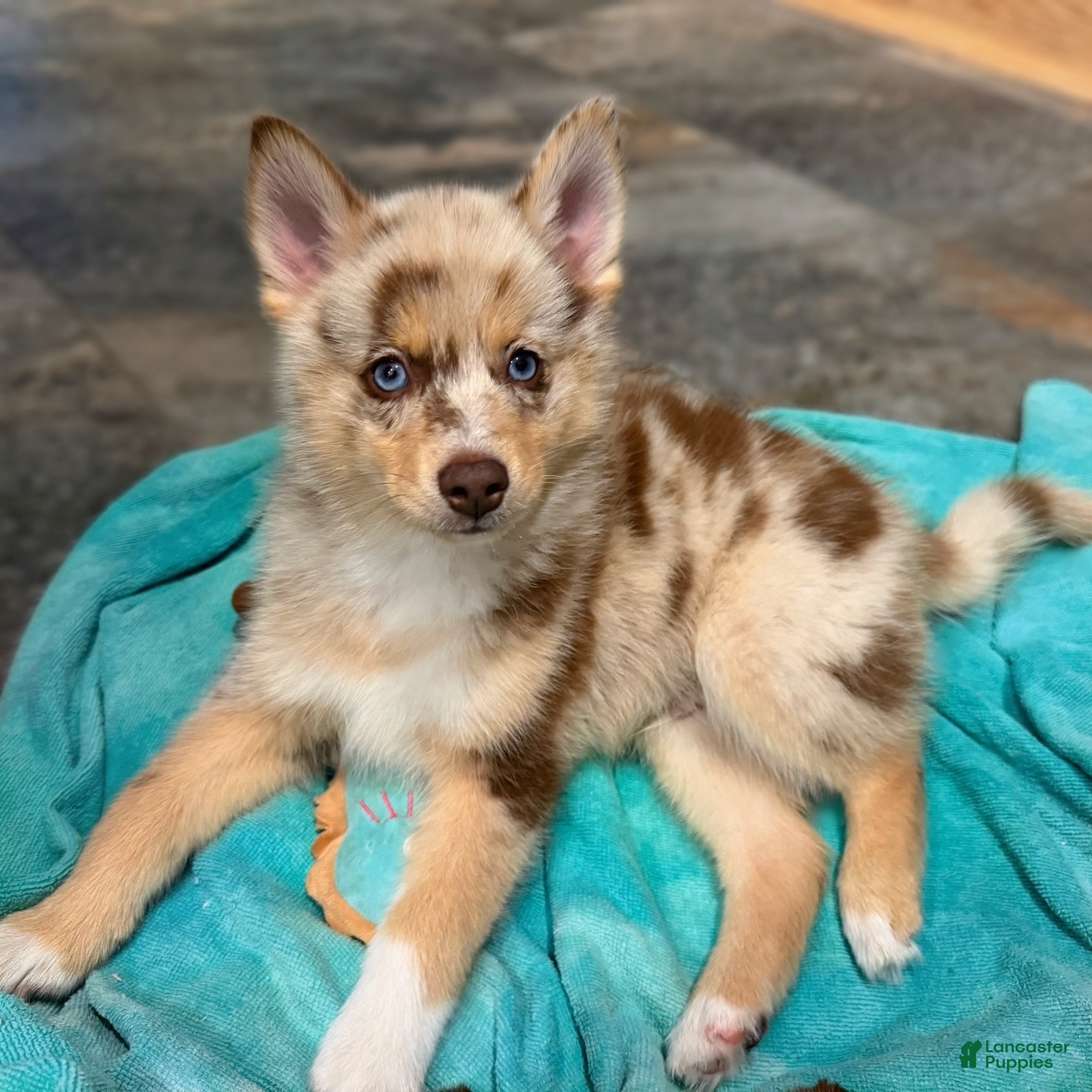 Pomsky dogs Leo - Ad 1