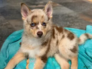 Pomsky dogs for sale: Leo - Ad 1