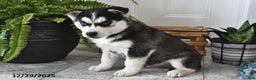 Siberian Husky dogs for sale: Blaze - Ad 2