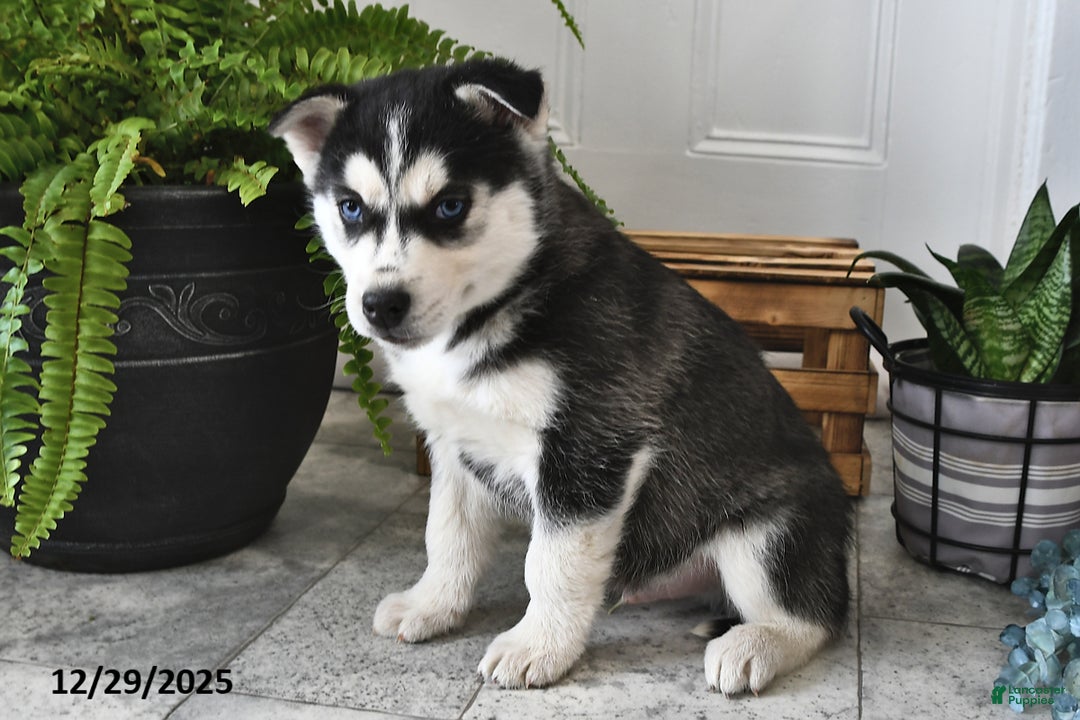 Siberian Husky dogs for sale: Blaze - Ad 2