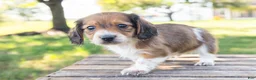 Miniature Dachshund dogs for sale: Huxley - Ad 4