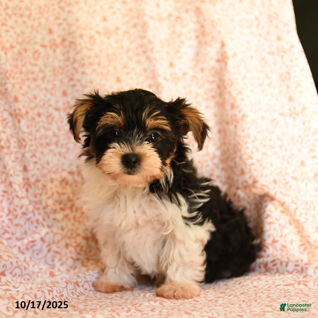 Yorkshire Terrier dogs for sale: Domino - Ad 17