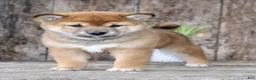 Shiba Inu dogs for sale: Loki - Ad 2