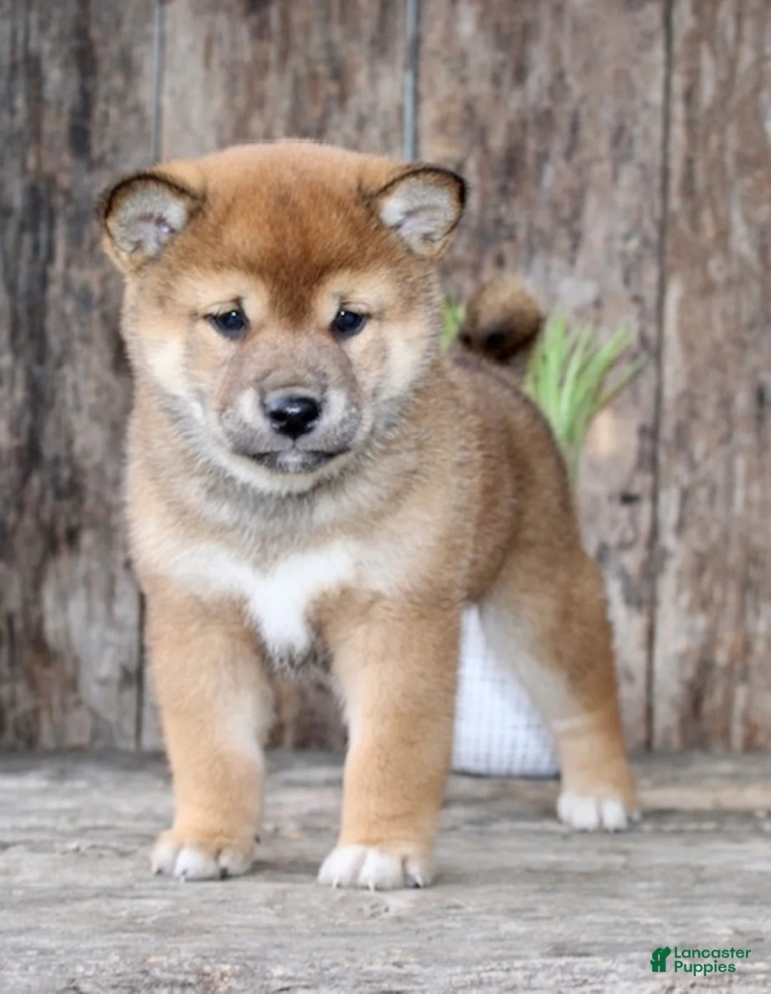 Shiba Inu dogs for sale: Loki - Ad 2