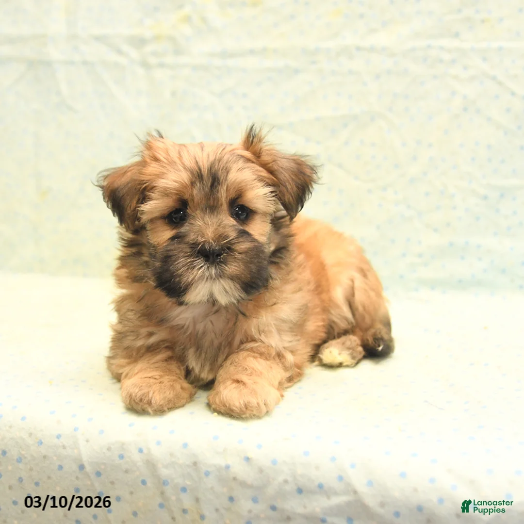 Morkie dogs for sale: Toby - Ad 2