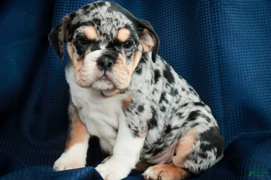 English Bulldog dogs for sale: Glitter - Ad 2