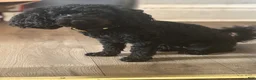 Cavapoo dogs for sale: Cavapoo Puppy 1 - Ad 5
