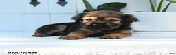 Mini Hippo dogs for sale: Chloe - Ad 4