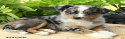 Australian Shepherd dogs for sale: Phoebe - Ad 2