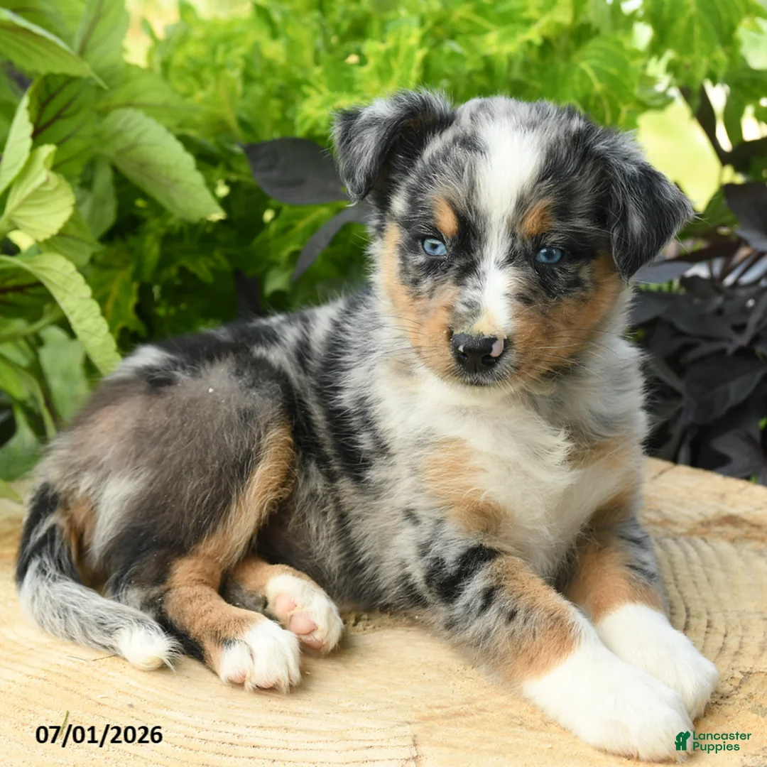 Australian Shepherd dogs for sale: Phoebe - Ad 2