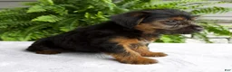 Yorkshire Terrier dogs for sale: Corey - Ad 4