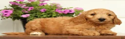 Mini Goldendoodle dogs for sale: Bella - Ad 7