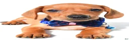 Miniature Dachshund dogs for sale: Jet - Ad 4