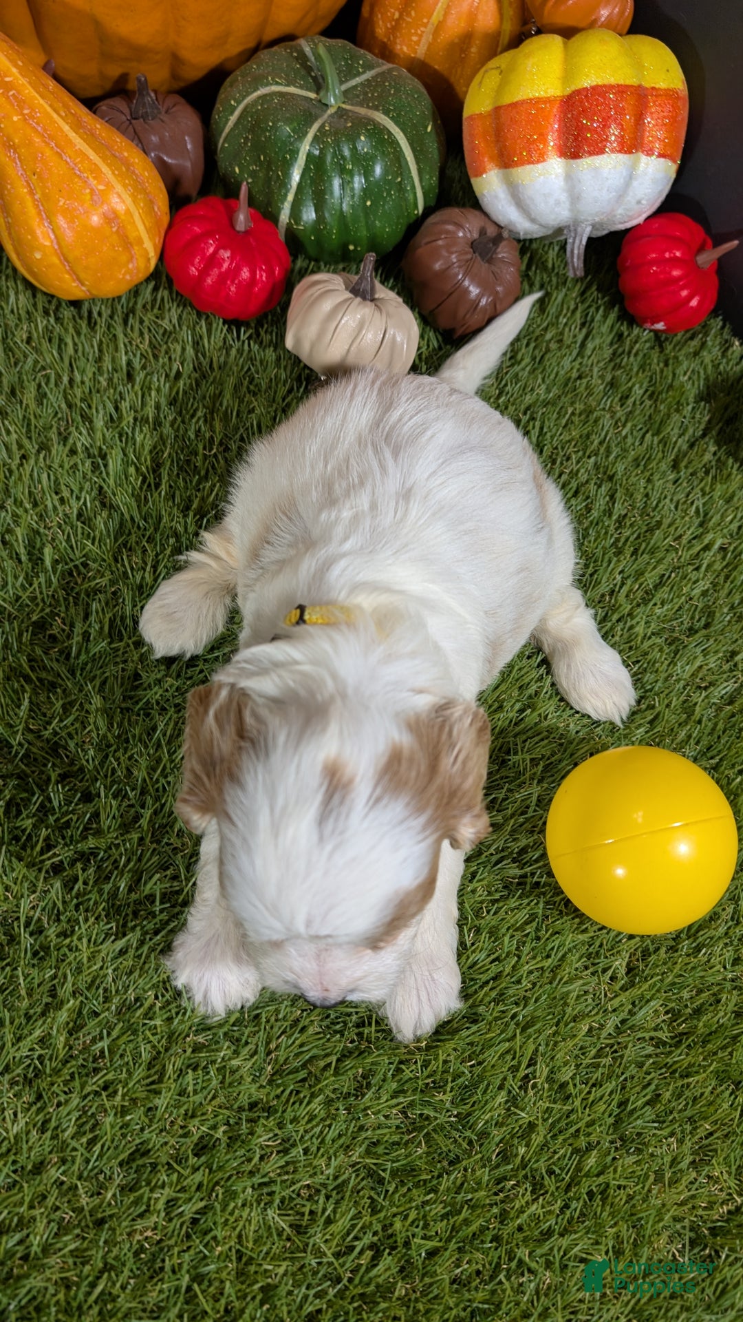 Cavapoo dogs for sale: Cavapoo Puppy 7 - Ad 5