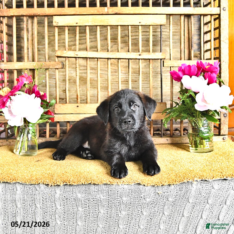 Golden Shepherd dogs Rebel - Ad 2