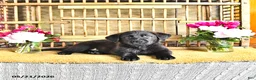 Golden Shepherd dogs for sale: Rebel - Ad 6